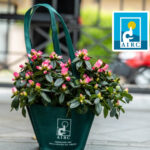 Azalea Airc su Amazon